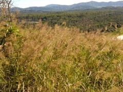 Capillipedium spicigerum