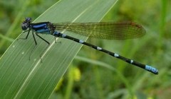 Argia sedula