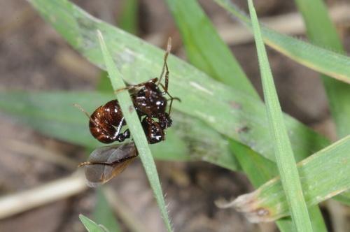 Pseudoatta argentina