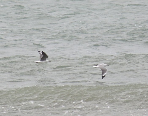 iNaturalist image
