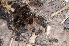 Acromyrmex lundii