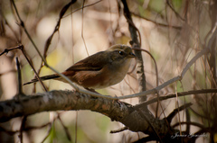 Microspingus cabanisi