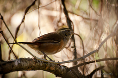 Microspingus cabanisi