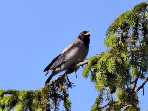 Hooded Crow