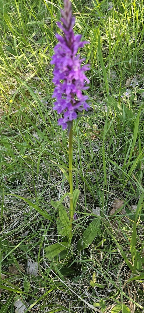 Dactylorhiza gervasiana (Tod.) H.Baumann & Künkele