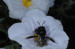 Tapinotaspis chalybaea