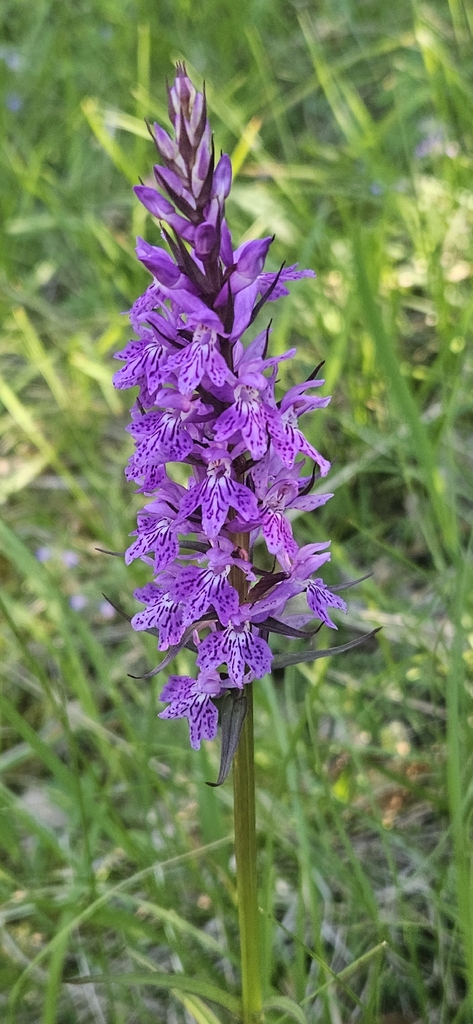 Dactylorhiza gervasiana (Tod.) H.Baumann & Künkele 2