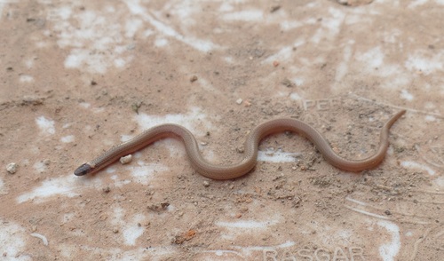 Pacific Coast Centipede Snake
