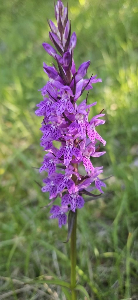 Dactylorhiza gervasiana (Tod.) H.Baumann & Künkele 3