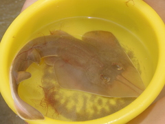 Pseudobatos leucorhynchus