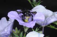 Tapinotaspis chalybaea