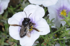 Tapinotaspis chalybaea