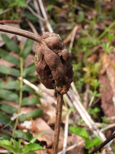 Blackberry Knot Gall Wasp photo 4