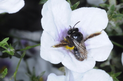 Tapinotaspis chalybaea