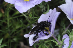 Tapinotaspis chalybaea