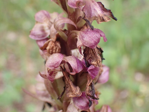 Himantoglossum robertianum, photograph 6