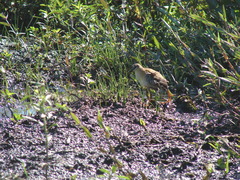 Hapalocrex flaviventer