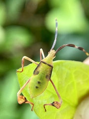 Chondrocera laticornis