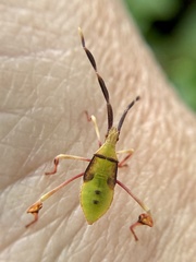 Chondrocera laticornis