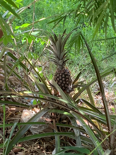 pineapple