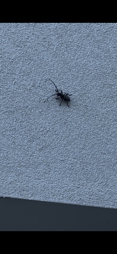 Morimus funereus