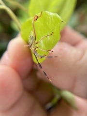 Chondrocera laticornis