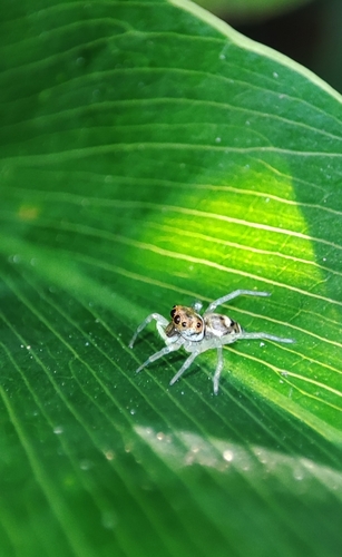 Phintella aequipes
