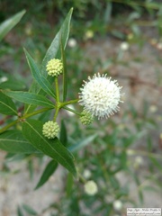 Cephalanthus glabratus
