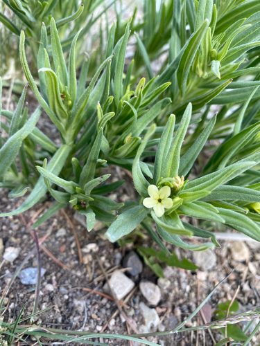western stoneseed