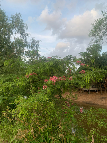 Java Cassia