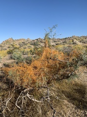 Cuscuta denticulata