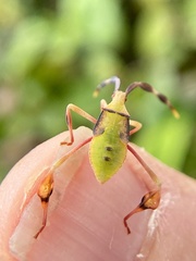 Chondrocera laticornis