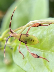 Chondrocera laticornis