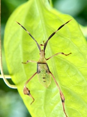 Chondrocera laticornis