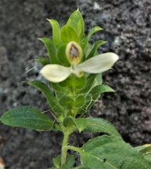 Tetramerium