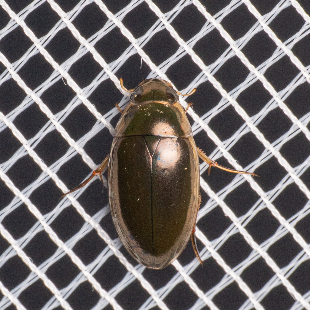 Lateral-lined Water Beetle
