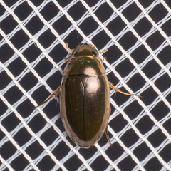 Lateral-lined Water Beetle