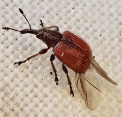 Tatianaerhynchites aequatus