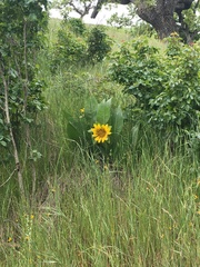 Wyethia helenioides
