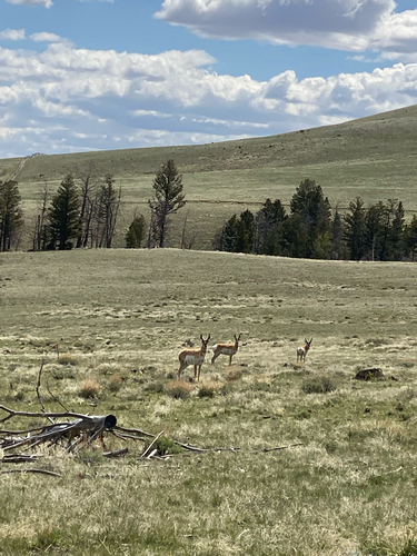 Pronghorn
