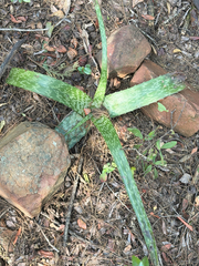Aloe dyeri, photograph (c) alanbedfordshaw, some rights reserved (CC BY-SA)