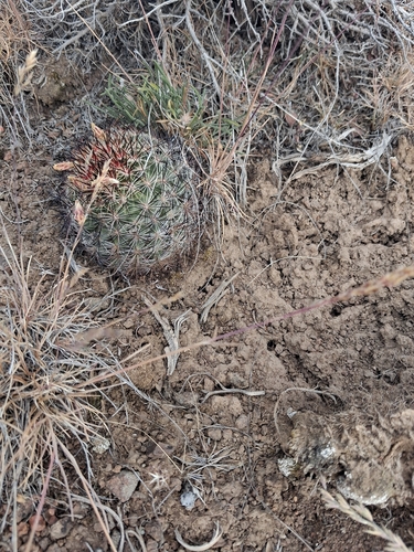 Mountain Ball Cactus