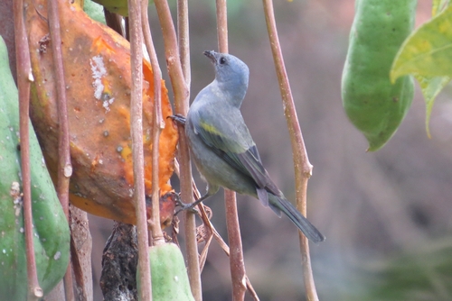 Golden-chevroned Tanager