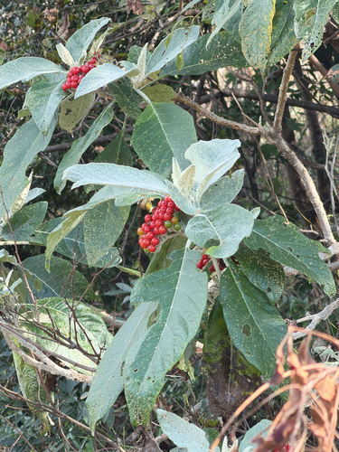 Solanum giganteum, photograph 2
