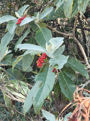 Solanum giganteum, photograph (c) alanbedfordshaw, some rights reserved (CC BY-SA)