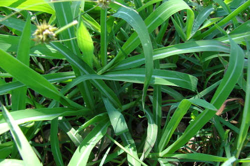 water paspalum (Paspalum modestum)