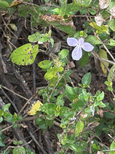 Hypoestes triflora, photograph 2