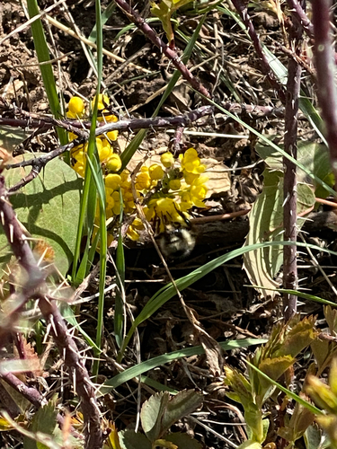 creeping mahonia
