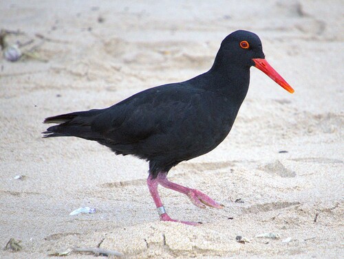 iNaturalist image
