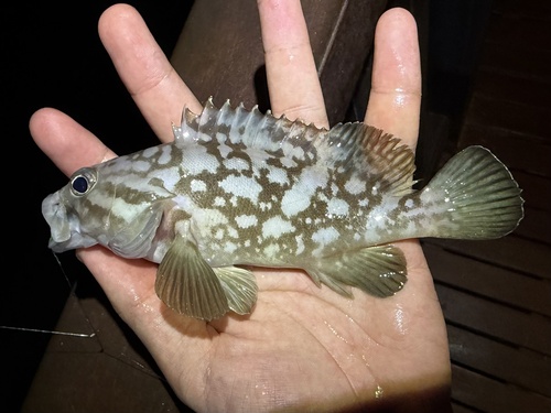 Cloudy grouper (Epinephelus erythrurus) — Serranidae — 2